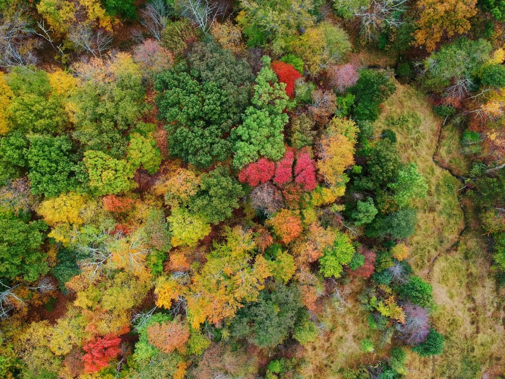 green and red trees during daytime
