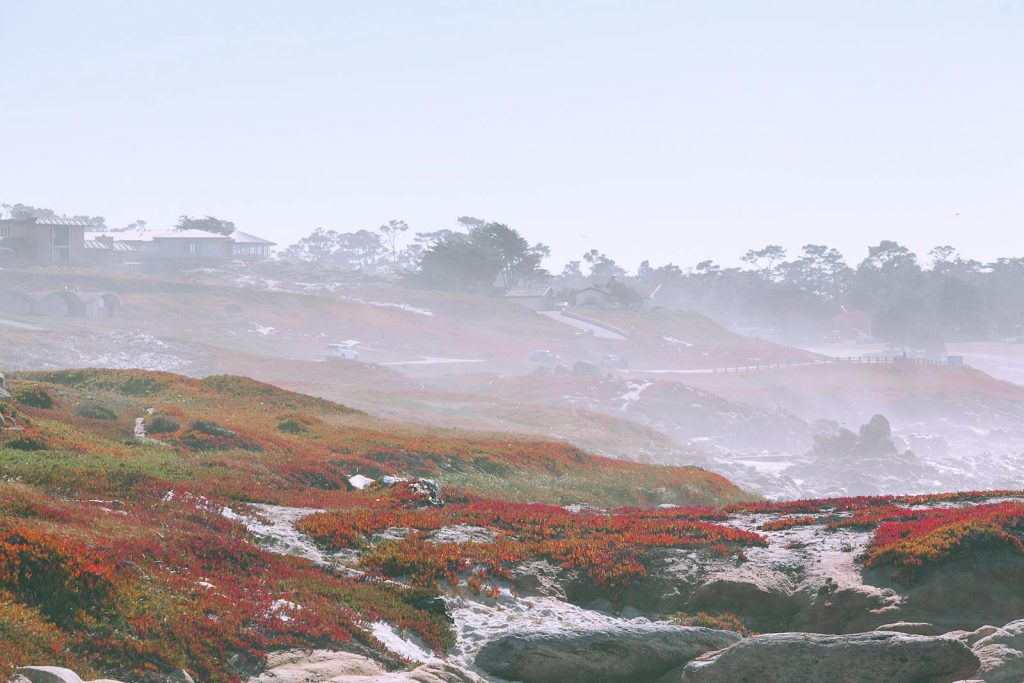 Enchanting coastal view with misty skies and vibrant fields, perfect for nature lovers.