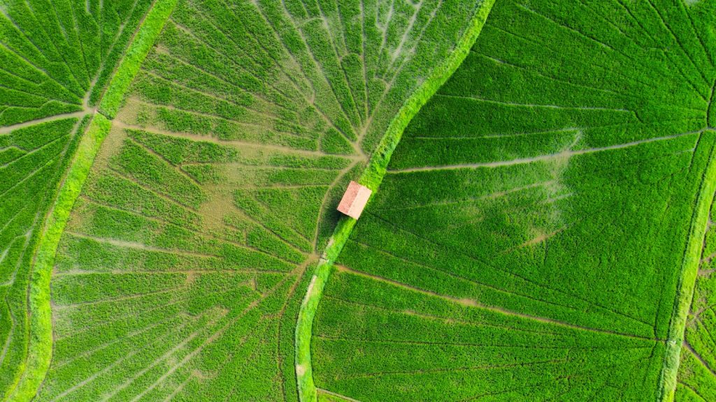Dramatic aerial shot of lush green rice fields with geometric patterns and small building.