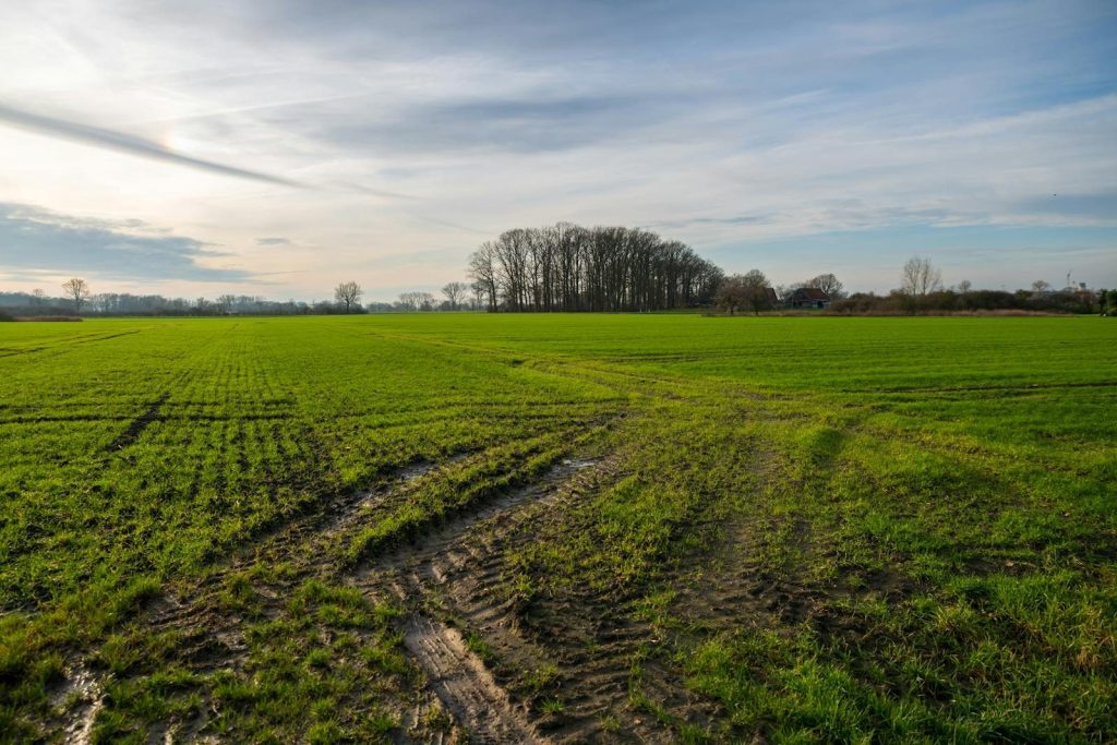 Serene green field stretching towards the horizon under a tranquil blue sky. Ideal for nature and agriculture themes.
