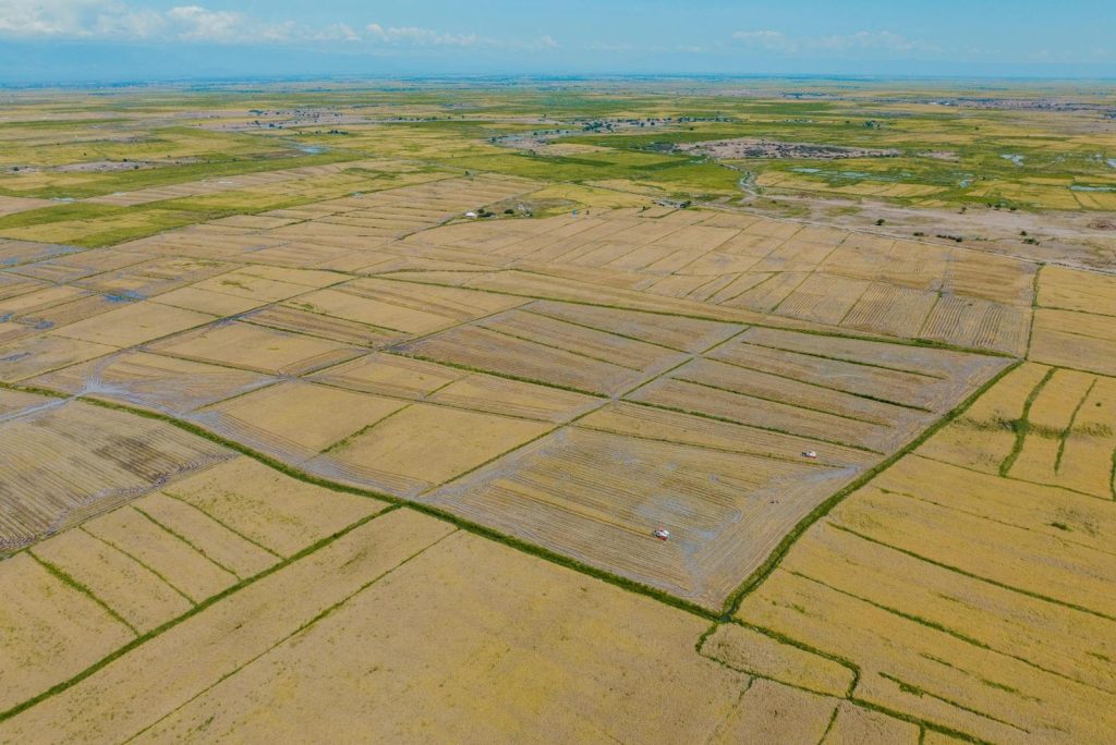 Expansive aerial view of cultivated rice fields in Tanzania, showcasing a vast agricultural landscape.