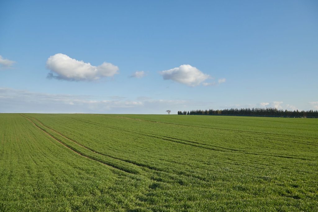 Expansive green field with blue sky and clouds, ideal for nature lovers.