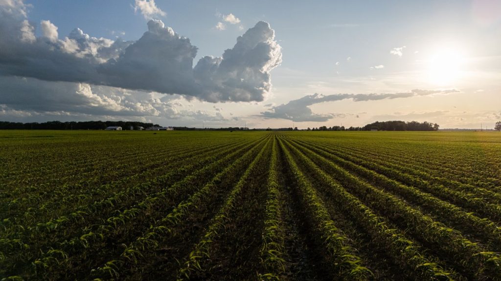 Aerial view of a lush cornfield at sunset with dramatic clouds in the sky.