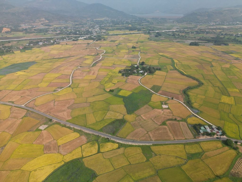 Aerial shot showcasing vibrant rice fields in Vietnam, highlighting agricultural landscapes.