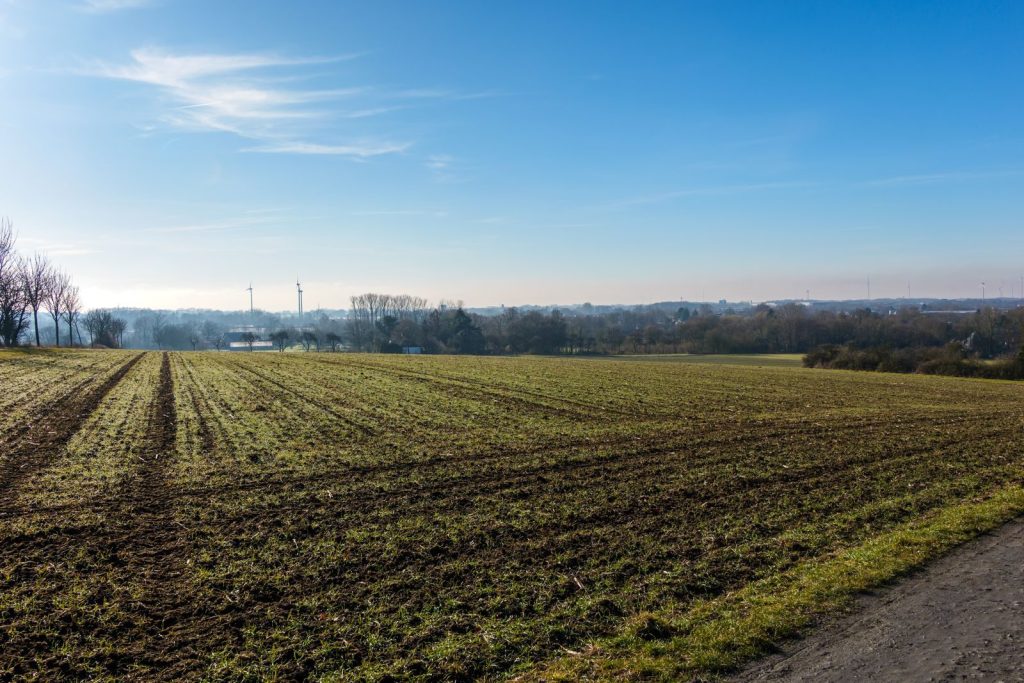 A serene winter landscape in Coesfeld, Germany showcasing a green field under a clear blue sky.