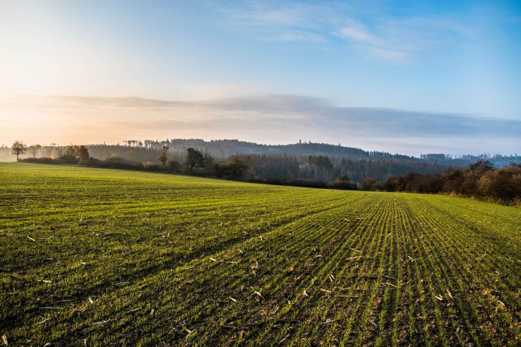 Lush green field landscape under a bright blue sky at sunrise, capturing the essence of rural farming life.